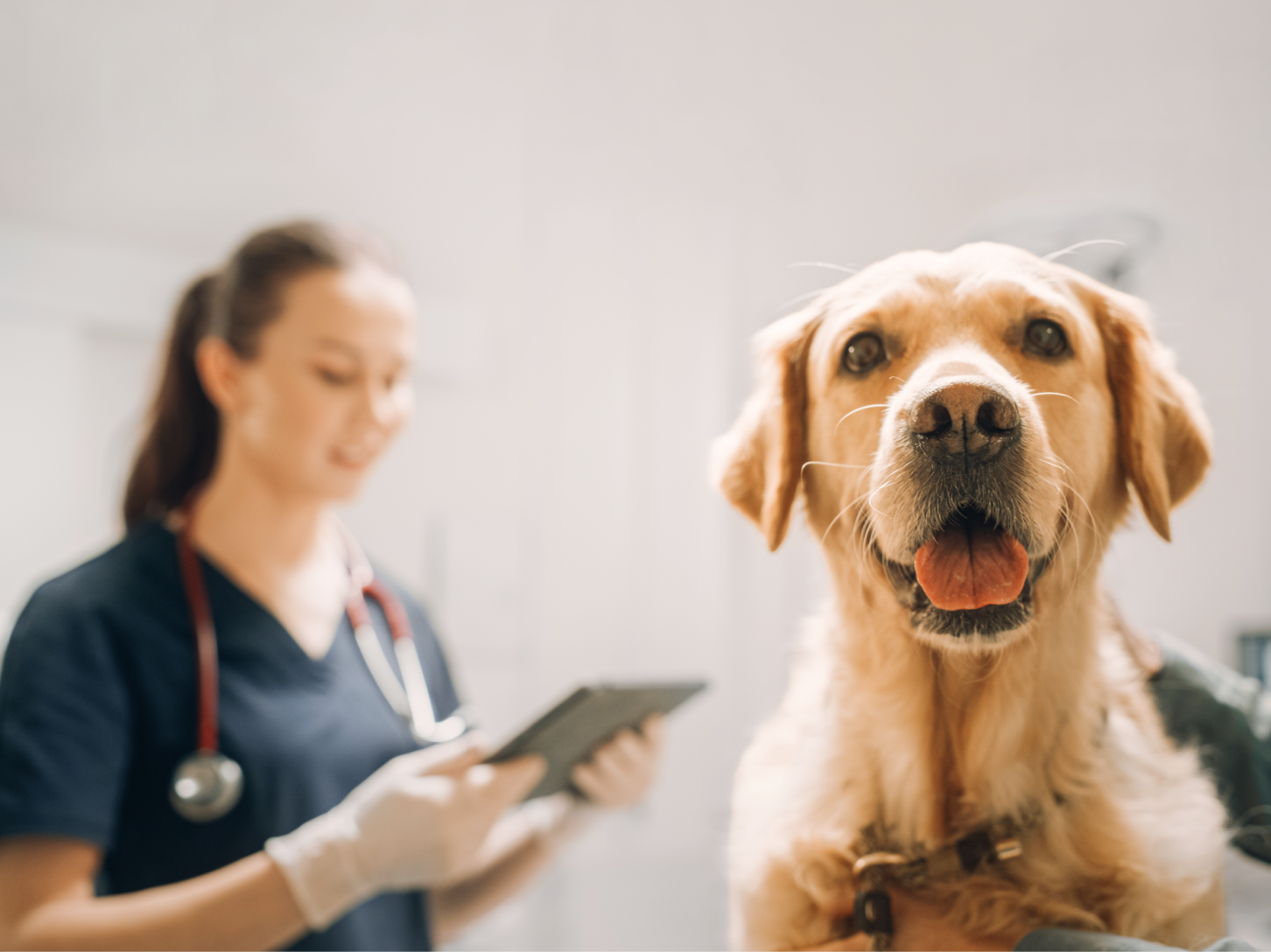 A dog at a vet visit with a veterinarian in the background
